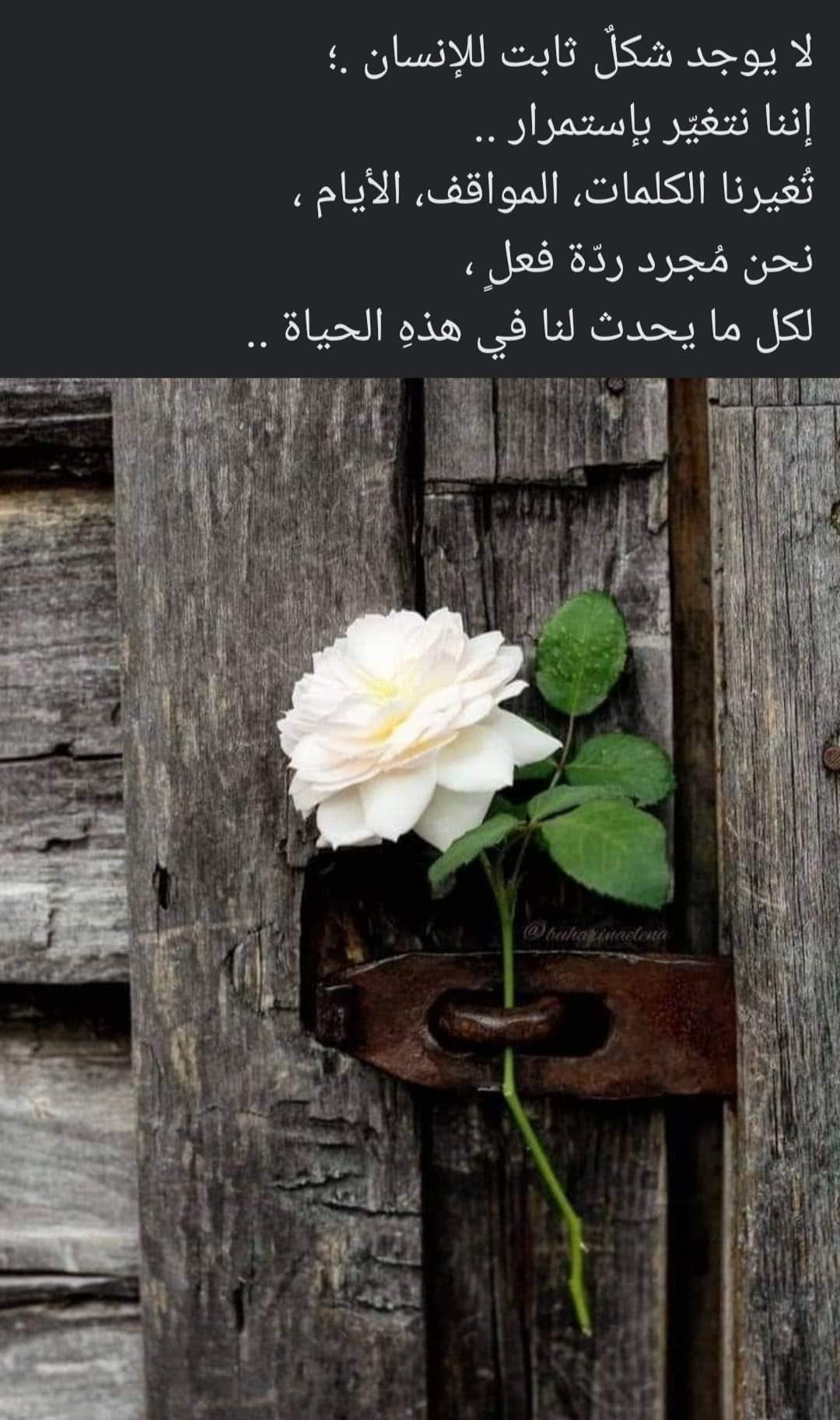 Najah Kanaan_YapiI