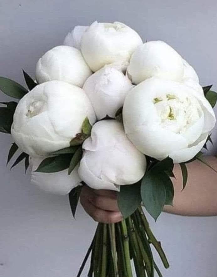 Mahmoud Abozid_qn9JQ